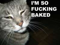 420cat2.jpg