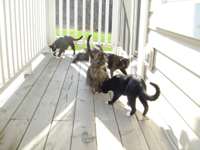 Allkittiesondeck.JPG