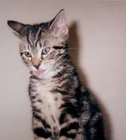 cat-tongue.jpg