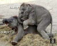 orlyphant.jpg