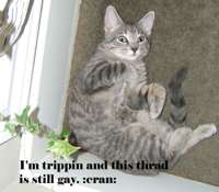 whatswrongwithkitty copy.jpg