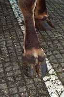 hoof.jpg