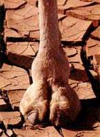 actual-camel-toe.jpg