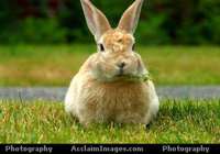 bunny_rabbitA.jpg
