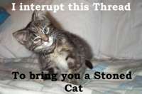 Stoned Cat.jpg