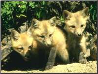 RedFox_Young-3Pups.jpg