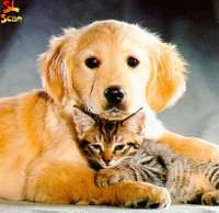 cat-and-dog2.jpg