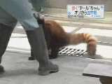 redpanda_walk.gif