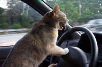 angrydrivercat8uy6at.jpg