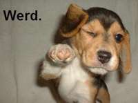 werdpuppah.jpg