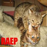 019_rape.jpg