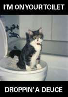 649_poopcat.jpg