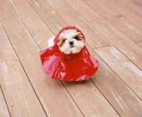 abby raincoat.jpg