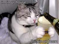 beercat.jpg