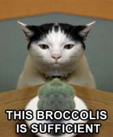 broccolicat.jpg