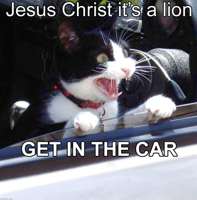 cat-getinthecar.jpg