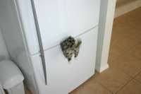 fridgekitty.jpg