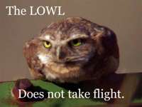 lowl.jpg