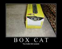 boxcat.jpg