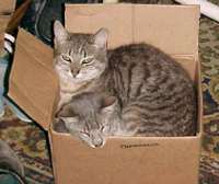 cat box.JPG
