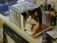 cat-box.jpg