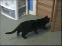 catcloset.gif