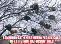 catsintree.png