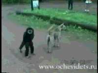 monkeytease.gif