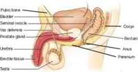 anatomy05.jpg