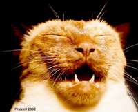 cats-2002-2.jpg