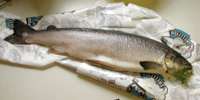 salmon1.jpg