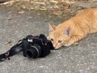 cat_photographer.jpg