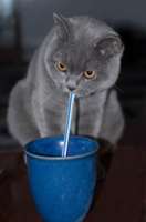 cat_straw.jpg