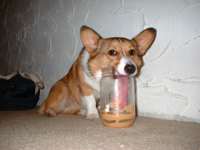 dogtongepeanut.jpg