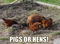 pigsorhens.jpg