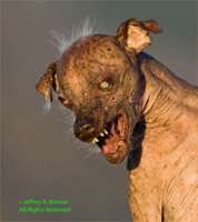 sam_ugly_dog.jpg