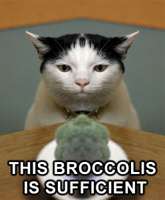 914_broccolicat.jpg