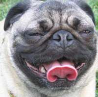 PUGG.jpg