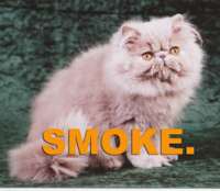 smokecat.jpg