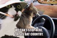 catbatcountry.jpg