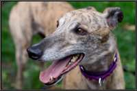 Nala Portrait 01.jpg