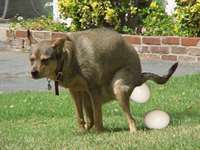 dogsdolayeggs.jpg