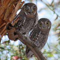 juvenile-elf-owls.jpg