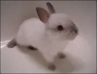 FLUFFY BABY BUNNY.jpg