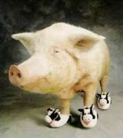 Pig.jpg