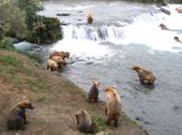 lots-o-bears.jpg