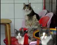 130-cats-3.jpg