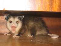 possum_800x600.jpg