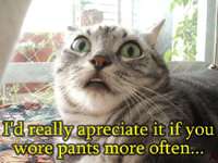 cat - wear pants.jpg