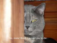 mista bond.jpg